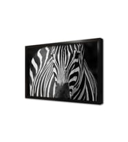 Yakın Çekim Zebra Çerçeveli Mdf Tablo