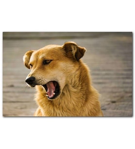 Cakatablo  Kahverengi Sevimli Köpek MDF Tablo