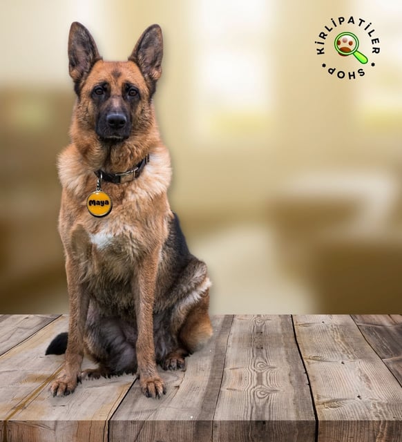 KirliPatiler Köpek Epoksi Madalyon Künye İsimlik Karekodlu