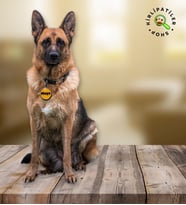 KirliPatiler Köpek Epoksi Madalyon Künye İsimlik Karekodlu