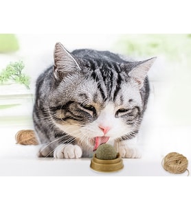 Kedi Otu Oyun Topu