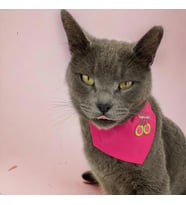 Cherry Kedi Bandana, Fular, Kedi Kıyafeti Kedi Elbisesi, Kedi Tasması (Karışık)