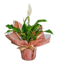 Barış Çiçeği Spathiphyllum (Spatifilyum)