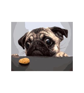 Sevimli Pug Sticker(çerçeveli) 50x65 Sayılarla Boyama Hobi Seti