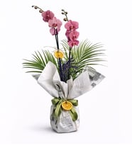 Gazete Buketli Ateş Kırmızı Orkide & Fenix