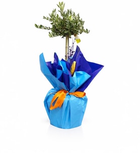 Mavi Buketli Saksıda Zeytin Ağacı Bonsai