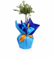 Mavi Buketli Saksıda Zeytin Ağacı Bonsai