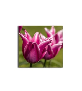 Pembe Lale Tablo 60 X 80 Cm