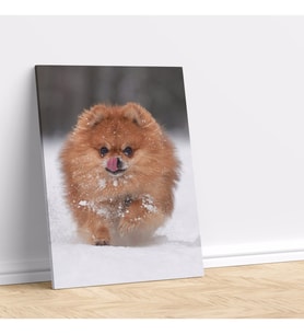 Sevimli Pomeranian Köpeği Dekoratif Kanvas Tablo