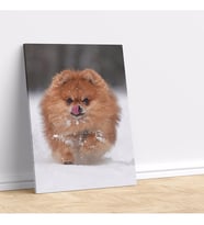 Sevimli Pomeranian Köpeği Dekoratif Kanvas Tablo