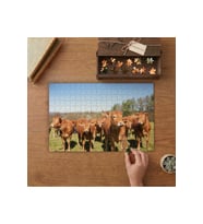 Limousin Sığırları Tasarımı 240 parça Ahşap Puzzle Ahşap Kutuda MP07845
