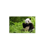 DBSanatevi Yaramaz Panda Tablo 40 X 60 Cm