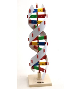 DNA MODELİ