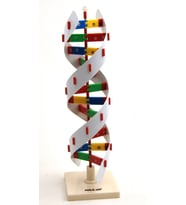DNA MODELİ