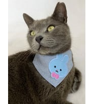Blue Bunny Kedi Bandana, Fular, Kedi Kıyafeti Kedi Elbisesi, Kedi Tasması (Karışık)