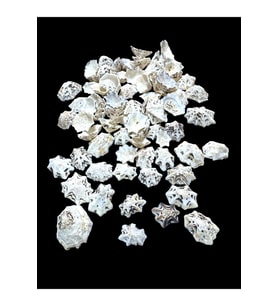 Deniz Kabukları 100 Gr NO-9-STARLİMPET