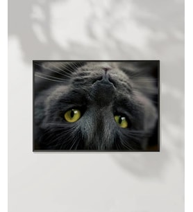 Yavru Kedi Uyku Anı Poster (Çok Renkli)