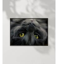 Yavru Kedi Uyku Anı Poster (Çok Renkli)