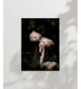 Flamingo Çifti Poster