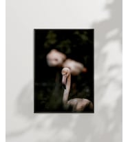 Flamingo Çifti Poster (Çok Renkli)