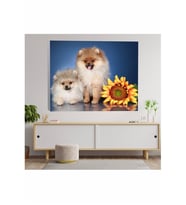 Pomeranian Köpek Kanvas Tablo