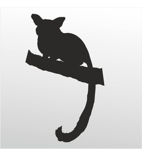 Folyo Sticker Rakun 50cm Uzunluk (Karışık)
