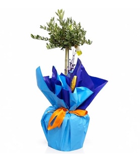 Mavi Buketli Saksıda Zeytin Ağacı Bonsai