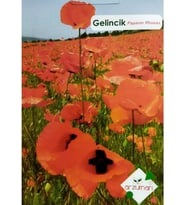 Gelincik Tohumu Papaver Rhoeas 50 Adet