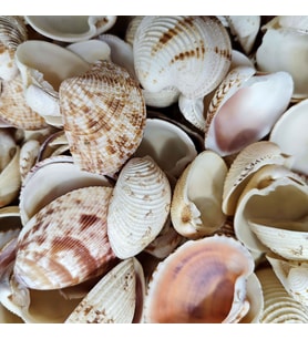 Tahtakale Toptancı Chione Cancellata Kiloluk Deniz Kabuğu (1 KG)