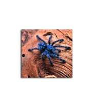 DBSanatevi Tarantula Tablo 50 X 70 Cm
