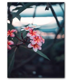 Cakatablo MDF (Ahşap) Tablo Pembe Plumeria Çiçekleri Flu Arkaplan