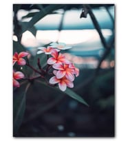 Cakatablo MDF (Ahşap) Tablo Pembe Plumeria Çiçekleri Flu Arkaplan
