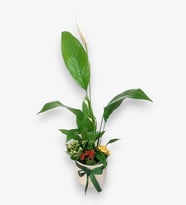 Beyaz Saksıda Barış Çiçeği ve Kalanchoe Çiçekleri