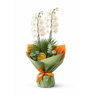 Turuncu Buketli Saksıda Çiftli Beyaz Orkide ve Fenix