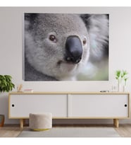Yakın Çekim Koala Temalı Dekoratif Kanvas Tablo