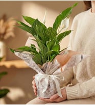Premium Gazete Ambalajlı Barış Çiçeği (Spathiphyllum)