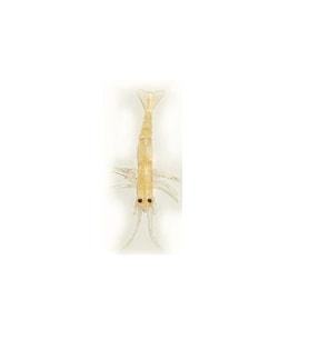 Ecotackle Melagues 5.5cm İğnesiz Paketsiz Silikon Karides