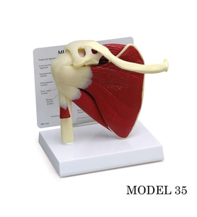 Omuz Eklemi Maketi (Kas, Tendon Eklem Modeli) Model 35