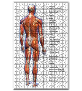 Cakapuzzle erkek kaslar etiketli anatomi şeması Puzzle Yapboz MDF (Ahşap) (120 Parça)
