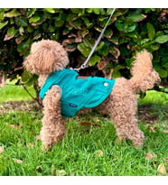 Çam Yeşili Renk Kot Köpek Yeleği - Küçük Irklar İçin Şık ve Rahat Yelek (0-15kg)