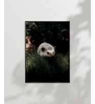 Çimenlerde Sansar Poster (Çok Renkli)