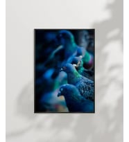 Mavi Güvercinler Poster (Çok Renkli)