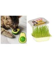 Avokado Catnip Kedi Otu (Kedi Nanesi) ve Quik Kedi Çimi
