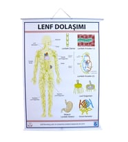 LENF DOLAŞIMI LEVHASI