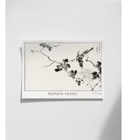 Çerçevesiz Poster Numata Kashu Kızılgerdan ve Gül (Çok Renkli)