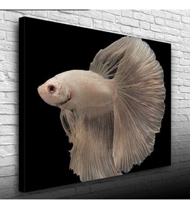 Siyam Balığı Kanvas Tablo 50 x 70