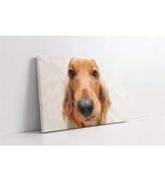 Köpek