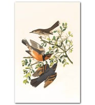 Cakatablo Zeytin Dalında Kuşlar Çizim MDF Tablo