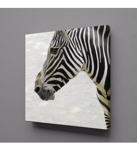 ZEBRA KAFASI KANVAS TABLO 120x120cm (Karışık)