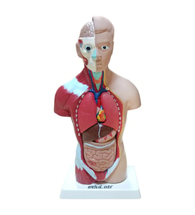İNSAN VÜCUDU (Küçük Boy, 27 cm.)